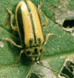11 Natural Ways to Get Rid of Elm Leaf Beetles