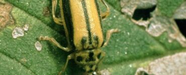 11 Natural Ways to Get Rid of Elm Leaf Beetles