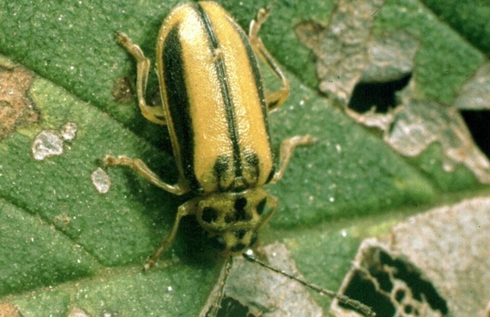 11 Natural Ways to Get Rid of Elm Leaf Beetles Dre Campbell Farm