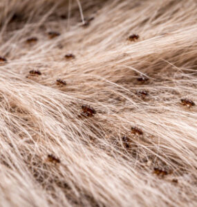 19 Natural Ways to Get Rid of Fleas