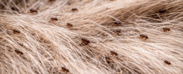 19 Natural Ways to Get Rid of Fleas
