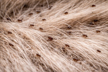 19 Natural Ways to Get Rid of Fleas