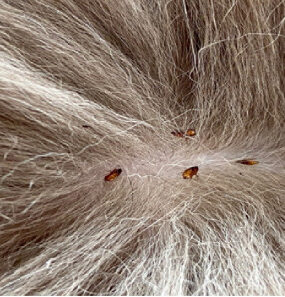 19 Natural Ways to Get Rid of Fleas