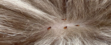 19 Natural Ways to Get Rid of Fleas