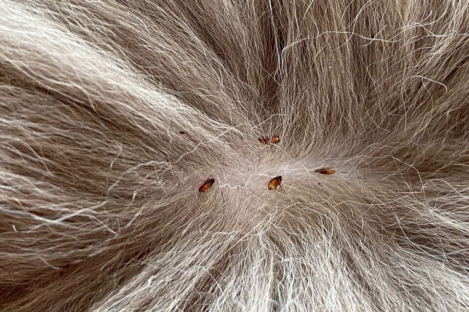 19 Natural Ways To Get Rid Of Fleas
