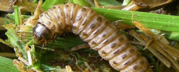 10 Natural Ways to Get Rid of Sod Webworms