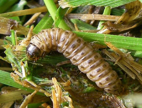 10 Natural Ways to Get Rid of Sod Webworms