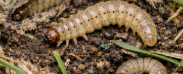 10 Natural Ways to Get Rid of Sod Webworms