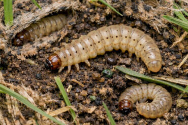 10 Natural Ways to Get Rid of Sod Webworms