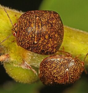 9 Natural Ways to Get Rid of Kudzu Bugs