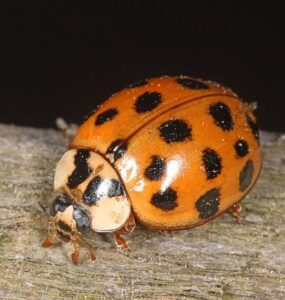 13 Natural Ways to Get Rid of Asian Lady Beetles