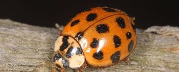 13 Natural Ways to Get Rid of Asian Lady Beetles