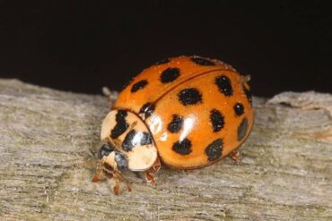 13 Natural Ways to Get Rid of Asian Lady Beetles