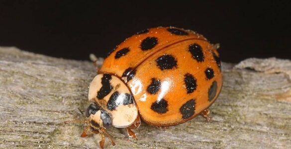 13 Natural Ways to Get Rid of Asian Lady Beetles