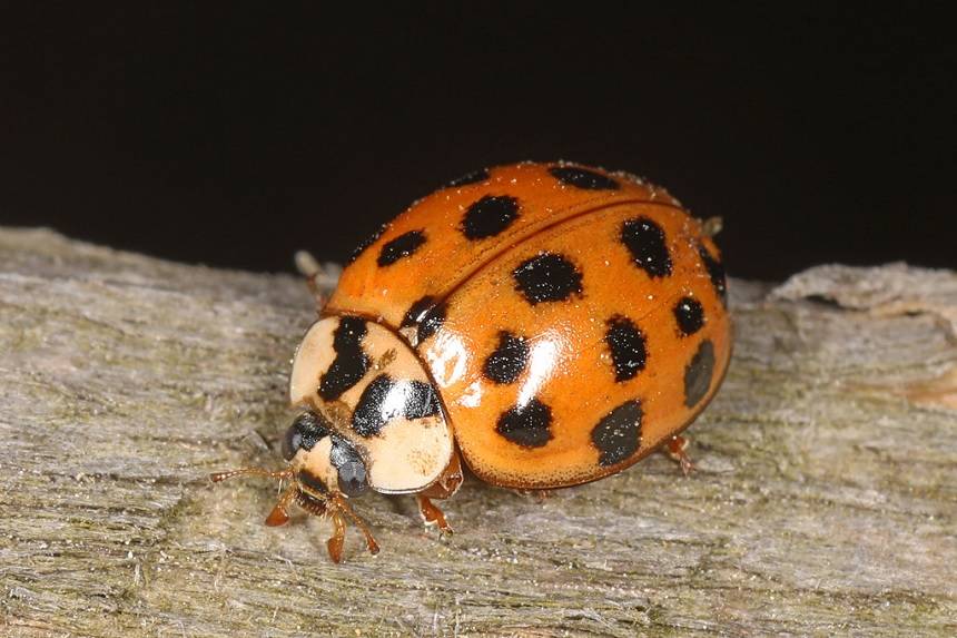 How to Get Rid of Ladybugs - Ladybug Removal Methods