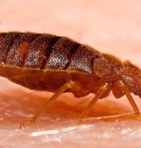 21 Natural Ways to Get Rid of Bed Bugs