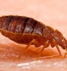 21 Natural Ways to Get Rid of Bed Bugs