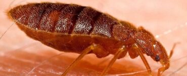 21 Natural Ways to Get Rid of Bed Bugs