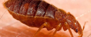 21 Natural Ways to Get Rid of Bed Bugs