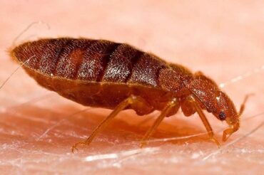 21 Natural Ways to Get Rid of Bed Bugs