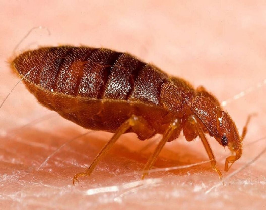 21 Natural Ways to Get Rid of Bed Bugs
