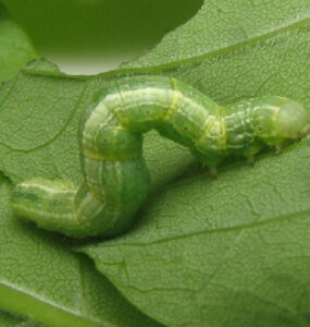 9 Natural Ways to Get Rid of Cankerworms
