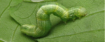 9 Natural Ways to Get Rid of Cankerworms
