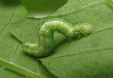 9 Natural Ways to Get Rid of Cankerworms