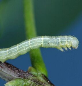 9 Natural Ways to Get Rid of Cankerworms