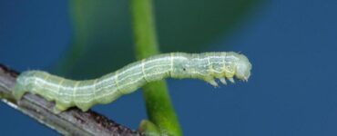 9 Natural Ways to Get Rid of Cankerworms