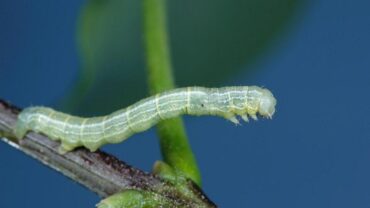 9 Natural Ways to Get Rid of Cankerworms