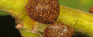 9 Natural Ways to Get Rid of Kudzu Bugs