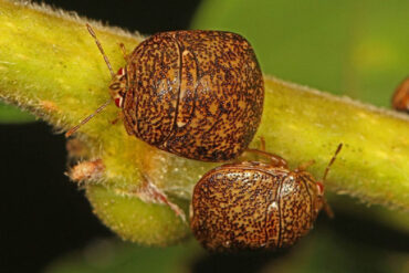 9 Natural Ways to Get Rid of Kudzu Bugs