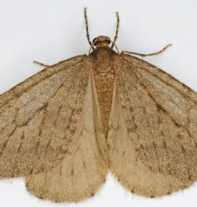 8 Natural Ways to Get Rid of Winter Moth