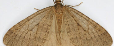 8 Natural Ways to Get Rid of Winter Moth