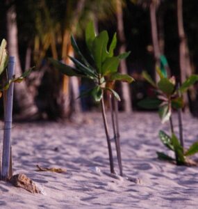 71 Plants That Grow in Sand