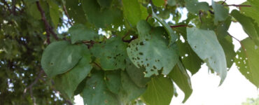 7 Natural Ways to Get Rid of Shot Hole Disease