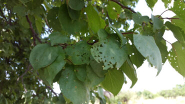 7 Natural Ways to Get Rid of Shot Hole Disease