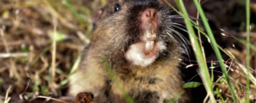 15 Natural Ways to Get Rid of Gophers