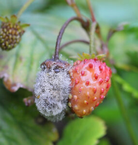 13 Natural Ways to Get Rid of Gray Mold on Plants