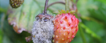 13 Natural Ways to Get Rid of Gray Mold on Plants
