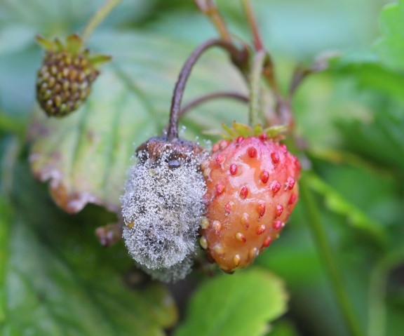 13 Natural Ways to Get Rid of Gray Mold on Plants