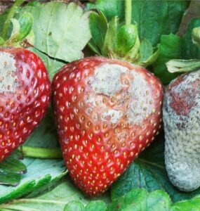 13 Natural Ways to Get Rid of Gray Mold on Plants