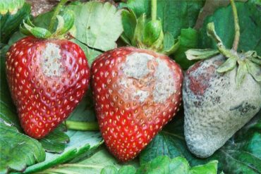 13 Natural Ways to Get Rid of Gray Mold on Plants