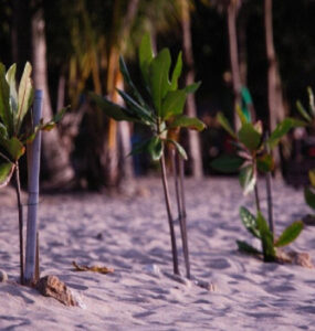 71 Plants That Grow in Sand