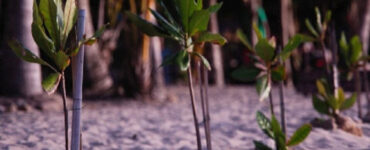 71 Plants That Grow in Sand