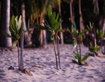 71 Plants That Grow in Sand