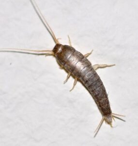 22 Natural Ways to Get Rid of Silverfish