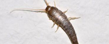 22 Natural Ways to Get Rid of Silverfish