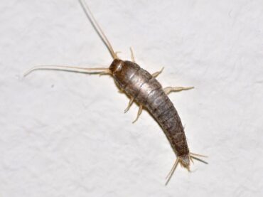 22 Natural Ways to Get Rid of Silverfish